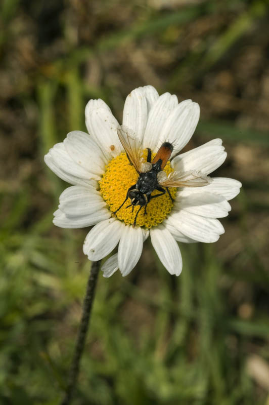 Cylindromyia?
